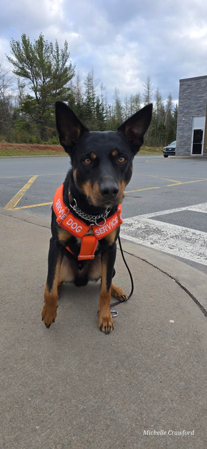 Ready-to-Ship Service Dog Vests (Coming Soon)