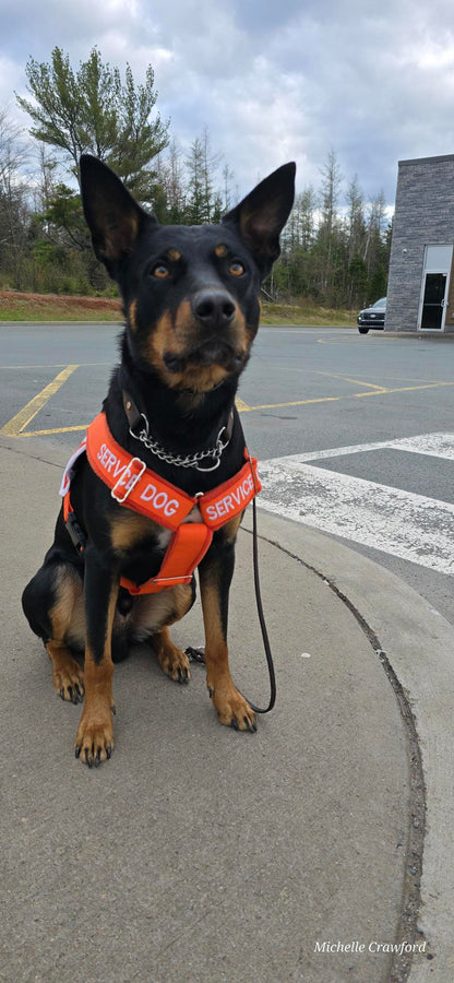Ready-to-Ship Service Dog Vests (Coming Soon)