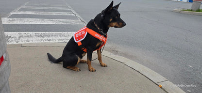 Ready-to-Ship Service Dog Vests (Coming Soon)