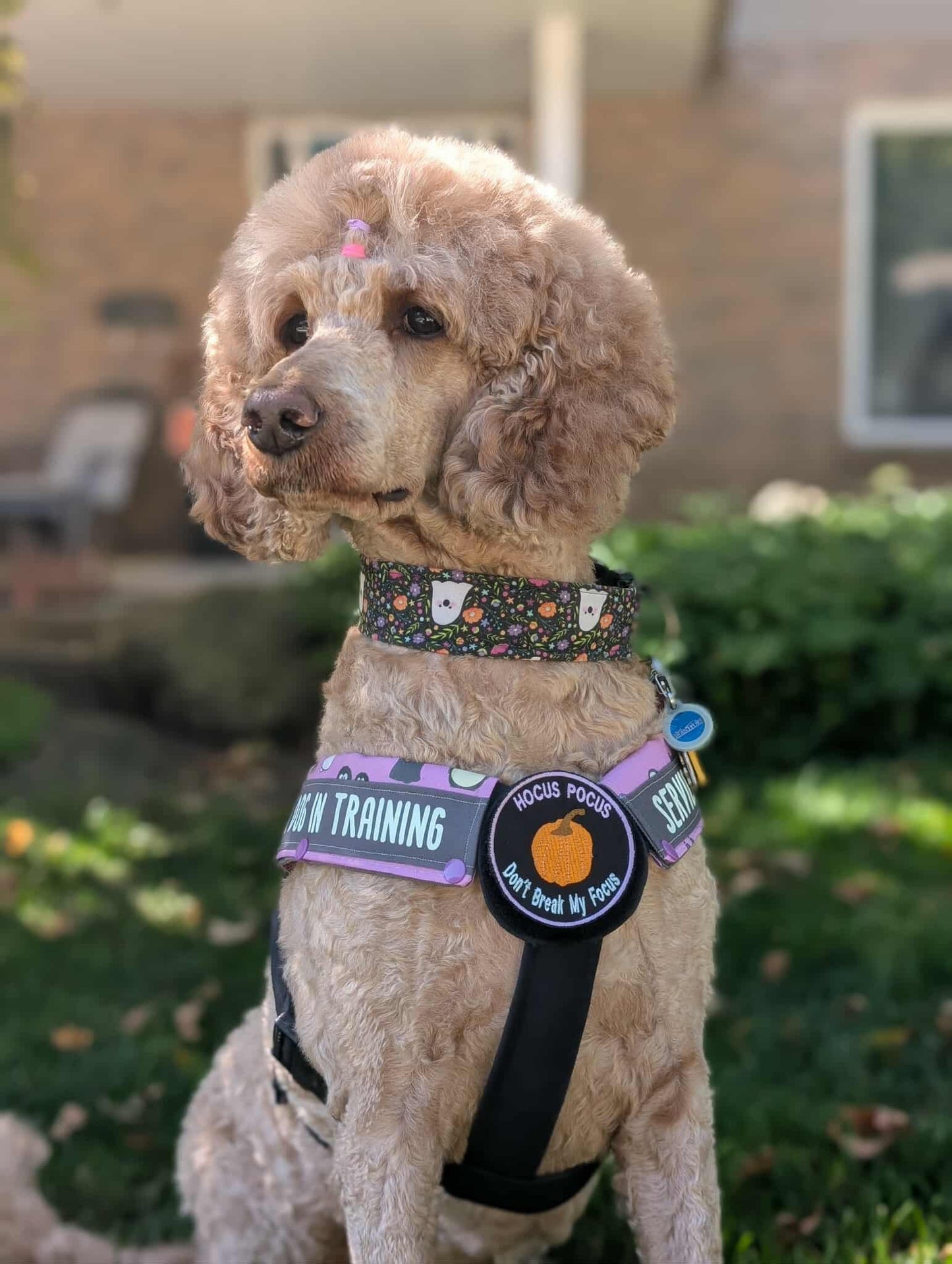 Custom Circular Dog Patch – Velcro Backed, Made in Canada