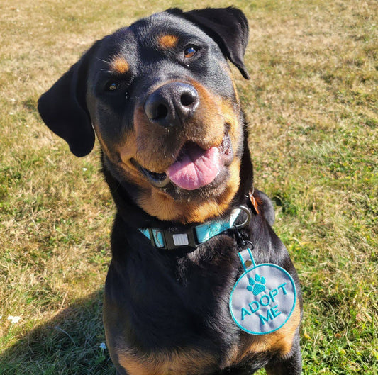 Adopt Me Dog Tag Snap Tab | Leash & Collar Accessory for Rescue Dogs