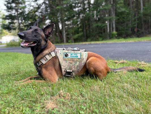 Écusson brodé pour chien Ne Pas Toucher