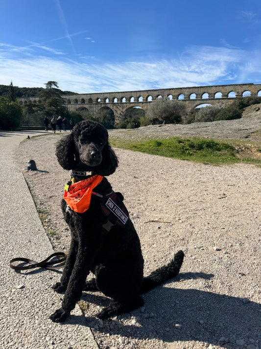 Écusson Chien de Service / Assistance – Dos Velcro pour Harnais | Fabriqué au Canada 🇨🇦