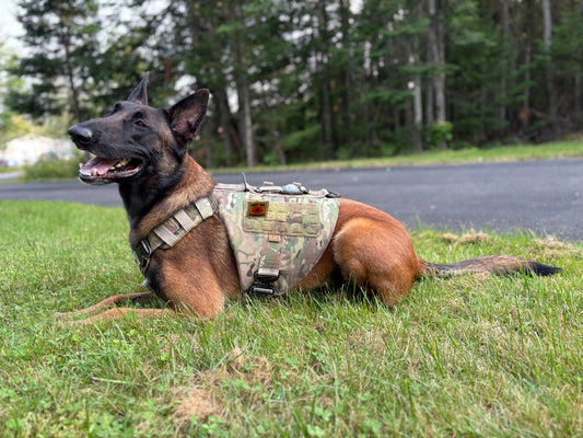 Poppy Patch for veteran service dog